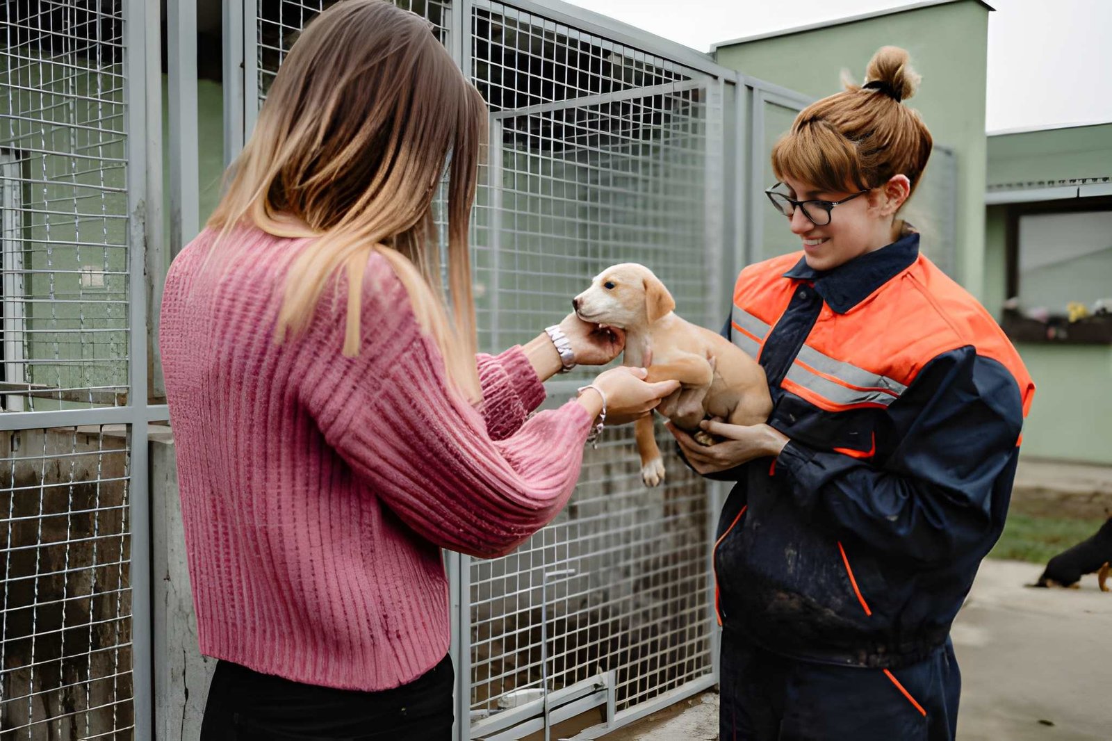 Dogs supported through the BrightTails Second Chance Fund